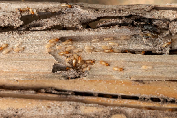 Best Pest Prevention Services  in Waco, TX