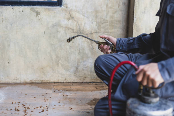 Best Wasp Removal Services  in Waco, TX